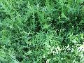 Fern-Leaf Yarrow  / Achillea filipendulina 